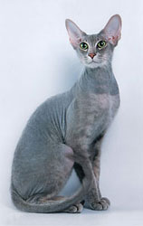 Peterbald wallpaper