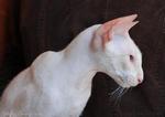 Peterbald side view