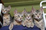 Pixie-bob kittens