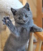 Playful Chartreux kitten