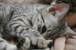 Playful Egyptian Mau kitten