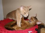 Playing Abyssinian kittens