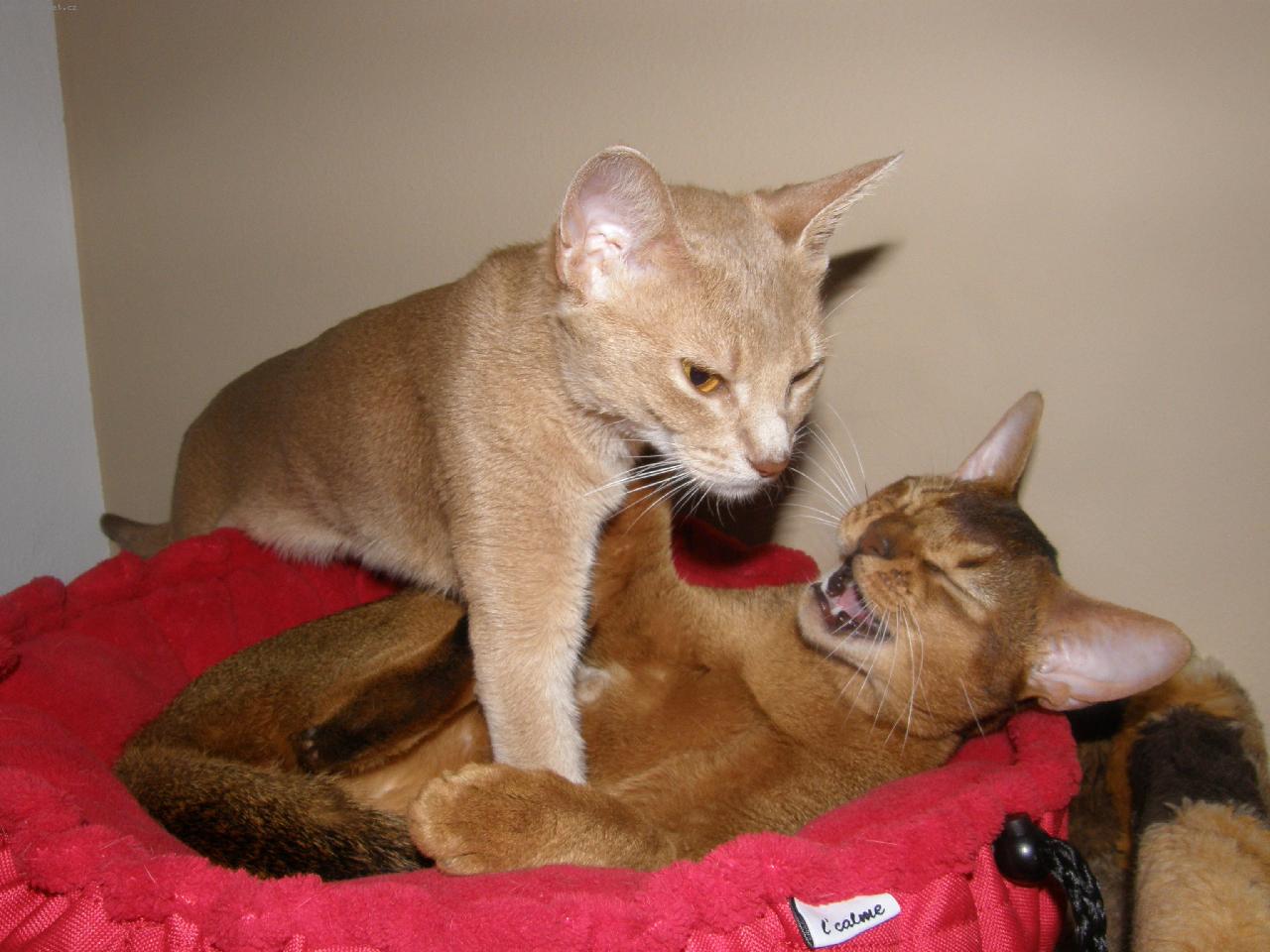 Playing Abyssinian kittens wallpaper