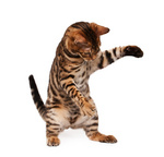 Playing Bengal kitten 