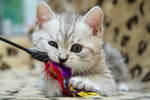 Playing British Shorthair 