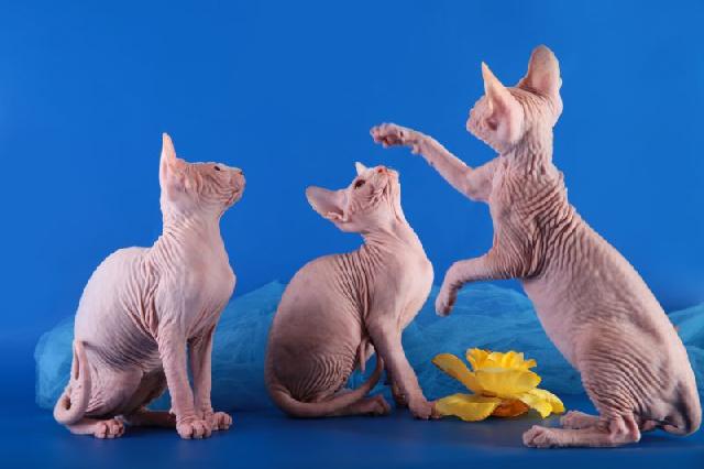 Коты породы Минскин играют фото