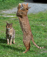 Playing Ocicat cats