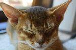 Pleased Abyssinian cat