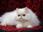 Posh Persian cat