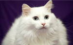 Posh Turkish Angora