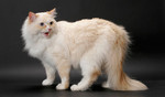 Ragamuffin cat