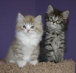 Ragamuffin kittens