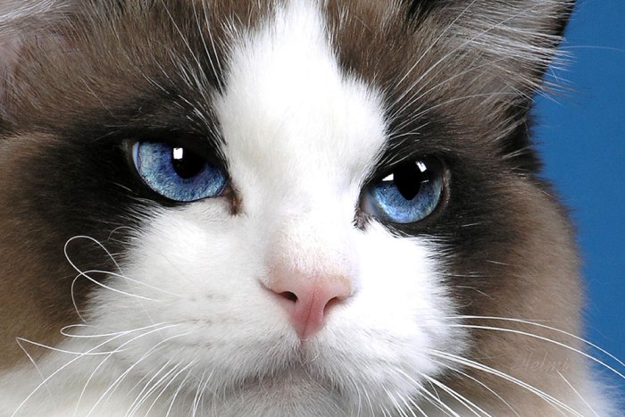Милые глаза кота Рэгдолл фото