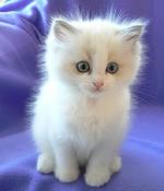 Ragdoll kitten