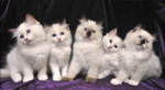 Ragdoll kittens