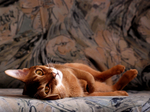 Resting Abyssinian cat 