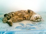 Resting American Bobtail 