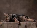 Resting American Shorthair