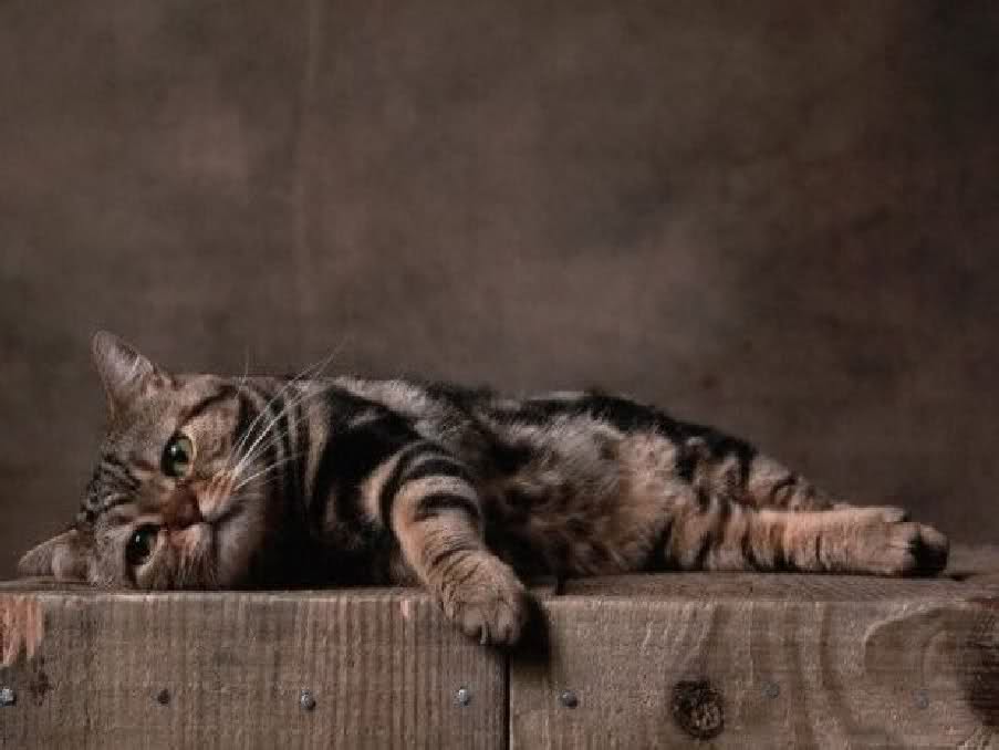 Американская короткошерстная кошка отдыхает фото