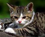 Resting American Wirehair kitten