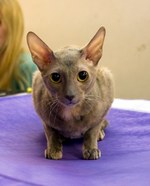 Resting Cornish Rex 