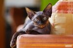 Resting Devon Rex 