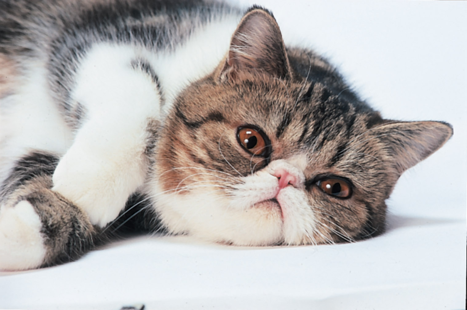 Resting Exotic Shorthair Photo And Wallpaper Beautiful Resting Exotic Shorthair Pictures
