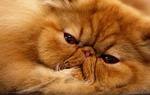 Resting Persian cat