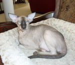 Resting Peterbald