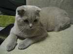 Resting Scottish Fold