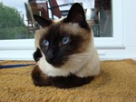 Resting Siamese