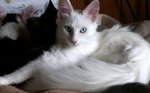 Resting Turkish Angora