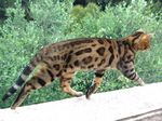 Бенгальская кошка бежит