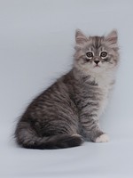 Russian Black, White or Tabby kitten