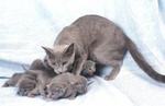 Russian Blue family