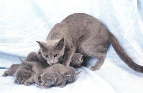 Семья Русской голубой кошки фото