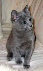 Russian Blue kitten on a bed