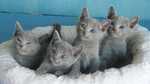 Russian Blue kittens