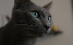 Русская голубая кошка смотрит