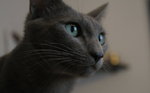 Russian Blue watching