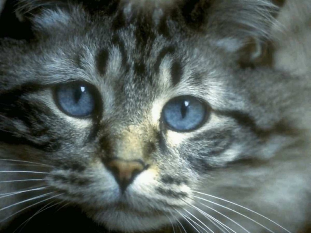 Грустный кот породы Охос Азулес фото