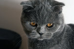 Sad Scottish Fold 