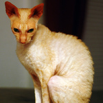 Sadly Cornish Rex