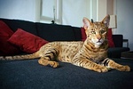 Savannah cat on a couch