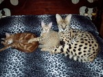 Savannah cats