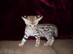 Savannah kitten