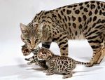 Savannah mother and its baby