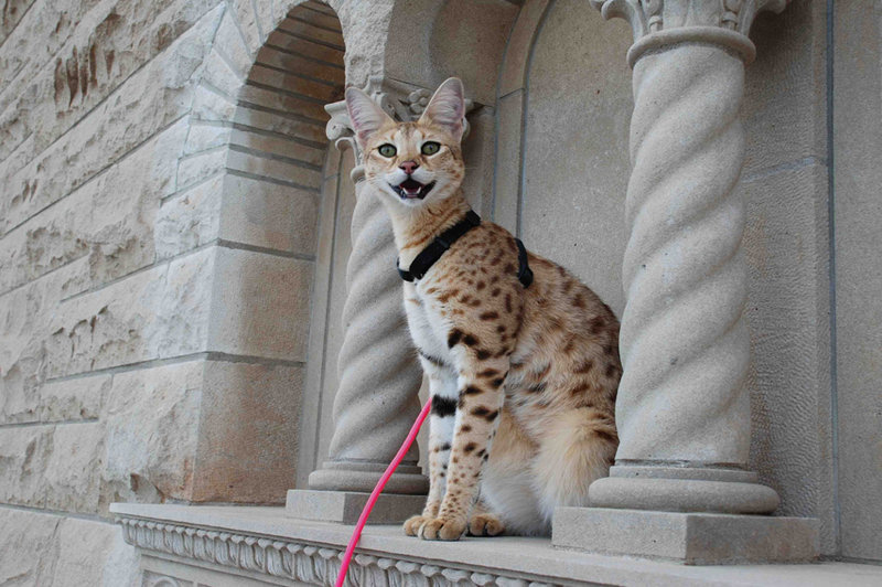 Кот Саванна на прогулке фото