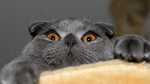 Scared Scottish Fold