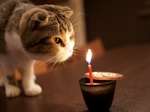 Scottish Fold and candle